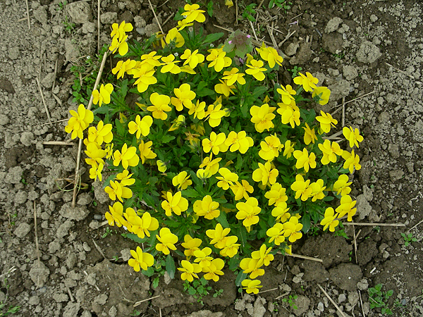 pansy in flower